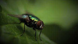 Fly On Leaves Wallpaper