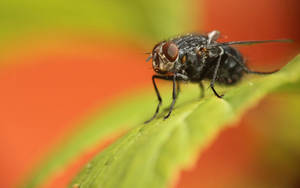 Fly On Orange Wallpaper