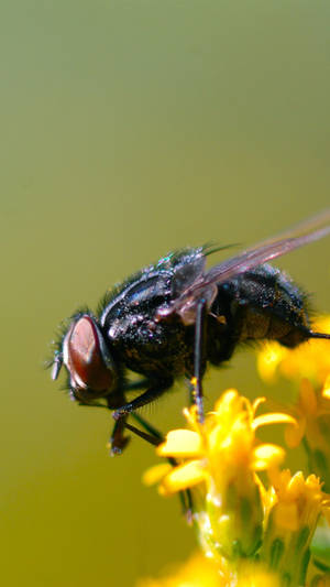 Fly On Yellow Flower Wallpaper