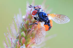 Fly Orange Abdomen Wallpaper