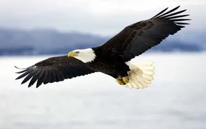 Flying American Bald Eagle Specie Wallpaper