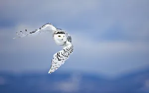 Flying Bird Snowy Arctic Owl Wallpaper