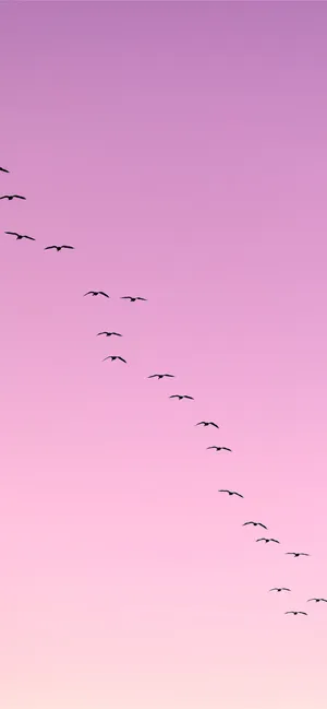Flying Bird Trailing In Pink Sky Wallpaper