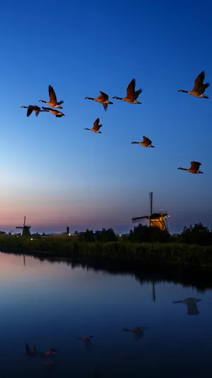 Flying Bird Wild Ducks Wallpaper