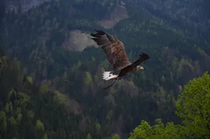 Flying Eagle Over A Forest Wallpaper