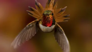 Flying Hummingbird In Focus Photography Wallpaper