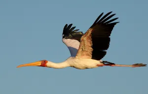 Flying White And Black Crane Wallpaper