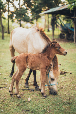 Foal And Horse Iphone Wallpaper