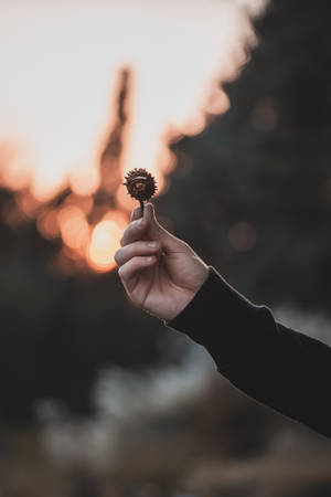 Focus Hand Holding A Chestnut Wallpaper