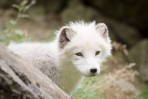 Focus Shot Arctic Fox Wallpaper