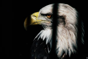 Focus Shot Eagle Wallpaper