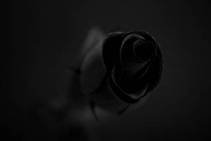 Focused Black Rose Wallpaper