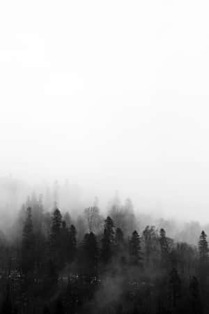 Foggy Aesthetic Black And White Trees Wallpaper