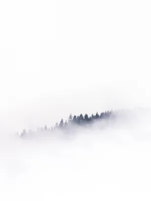 Foggy Forest White Minimalist Wallpaper