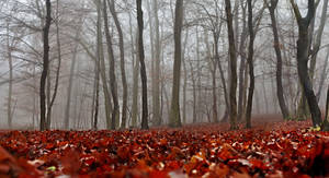 Foliage, Mist, Forest During Fall Wallpaper