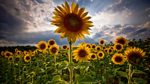 Following Sunflowers Wallpaper