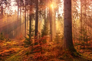 Forest Heat By Sunbeam Wallpaper