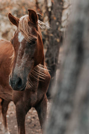 Forest Horse Iphone Wallpaper