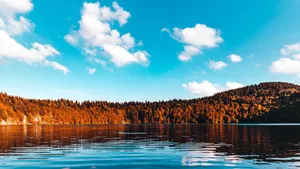 Forest Lake Fall Trees Wallpaper