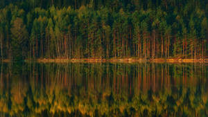 Forest Lake Trees Reflection Wallpaper