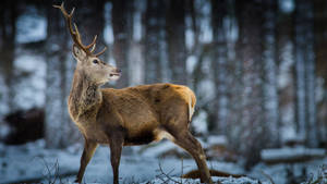 Forest Reindeer Mammal Wallpaper