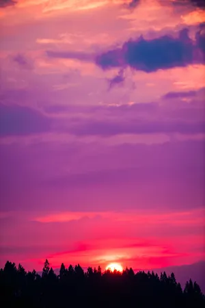 Forest Silhouette Pink Sunset Wallpaper