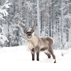 Forest Wild Reindeer Wallpaper