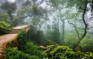 Forest With Bridge In Sintra Portugal Wallpaper