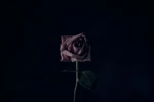 Forgotten Concept Through A Rose In A Dark Room Wallpaper