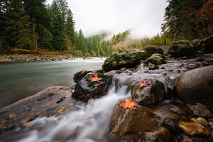 Forks Washington River Scenery Wallpaper