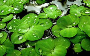 Four Leaf Clovers Plants Macro Shot Wallpaper