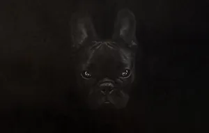 French Bulldog Fierce Look Black Camouflage Wallpaper