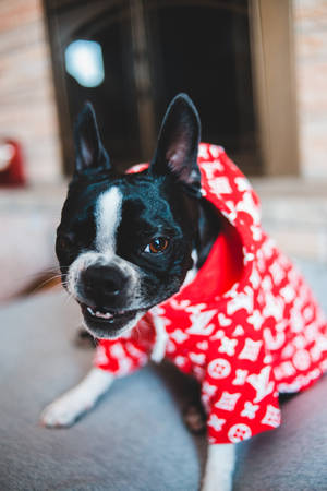 French Bulldog Louis Vuitton Shirt Wallpaper