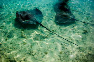 French Polynesia Black Manta Rays Wallpaper