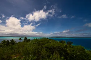 French Polynesia Forest Wallpaper