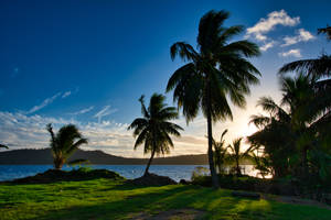 French Polynesia Island Of Palm Trees Wallpaper