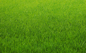 Fresh And Vibrant Green Grass Wallpaper