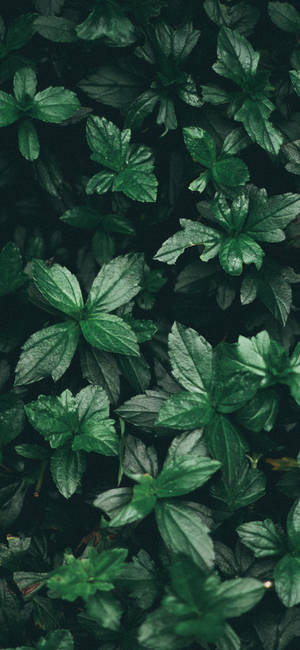 Fresh Aromatized Mint Plant Wallpaper