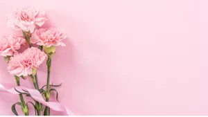 Fresh Baby Pink Carnations Wallpaper