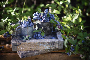 Fresh Blueberries From The Garden Wallpaper