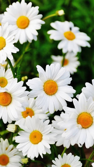 Fresh Daisy Flowers Phone Wallpaper