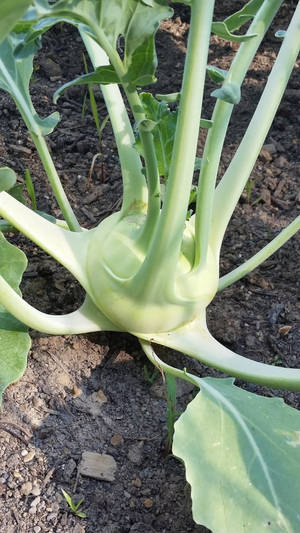 Fresh Green Kohlrabi Root Crop In The Field Wallpaper