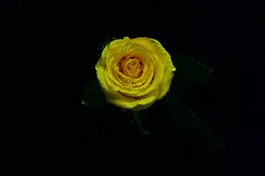 Fresh Misty Yellow Rose Wallpaper