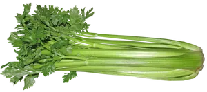 Fresh & Vibrant Celery Bunch Wallpaper
