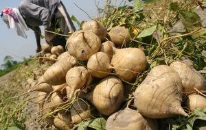 Freshly Dug Out Jicama Turnips In The Field Wallpaper