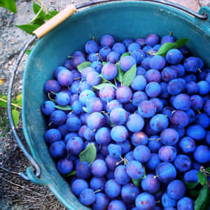 Freshly Harvested Damson Plums In Bucket Wallpaper