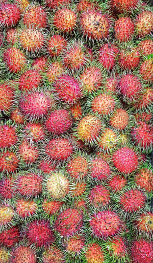 Freshly Harvested Pulasan Fruits Wallpaper