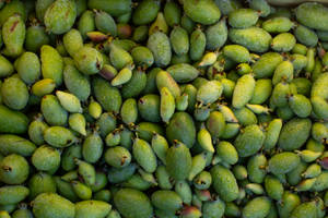 Freshly Picked Heap Of Feijoas Wallpaper