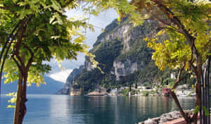Front Tree In Lago Di Garda Wallpaper