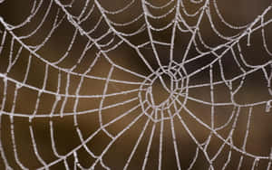 Frost Covered Spider Web Wallpaper